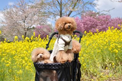 初めての赤城千本桜