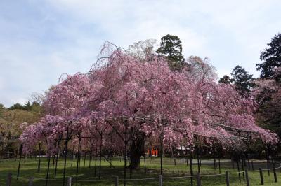 しだれ桜を心ゆくまで満喫・京都北山桜づくしの散歩記