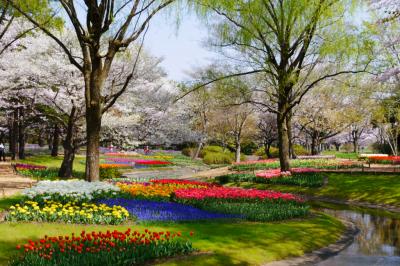 連チャンで昭和記念公園の春を楽しむ！