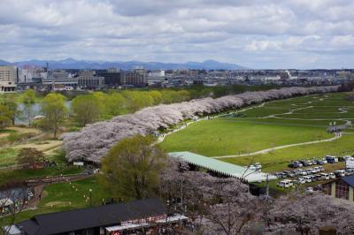 展勝地の桜(岩手県北上市)