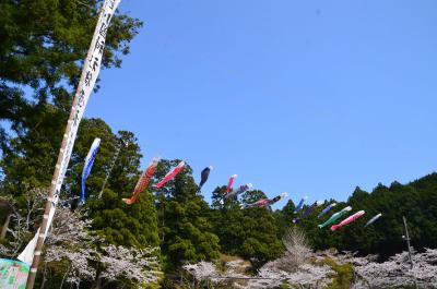 小國神社の桜 2017.04.14