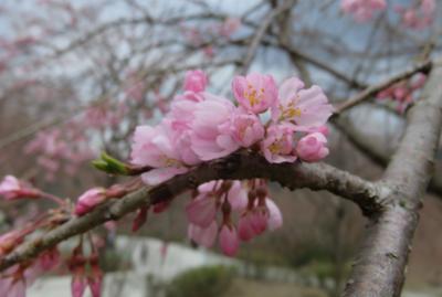 2017春、奈良県の桜(1/10)：高見の郷(１/3)：まだ蕾の高見の郷の枝垂れ桜、染井吉野