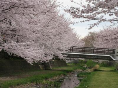 2017年4月7日：桜満開の野川西之橋から武蔵野公園まで散策