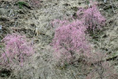 2017春、奈良県の桜(3/10)：高見の郷(3/3)：登りは小型バス、急斜面を下山、宇陀へ