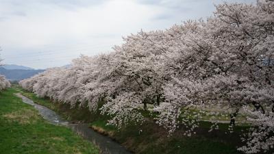 安曇野市　桜満開！