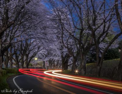 いつもの散歩道写真日記2017年4月　～八幡山と田川沿いの桜＆ちょっと遠出して謙信平の桜～