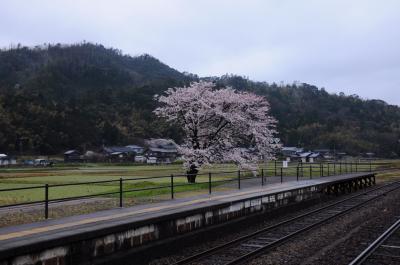 桜咲く天橋立へ【１】～竹野海岸で猫に会う～