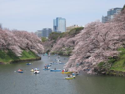 2017.4月　今年はお花見三昧