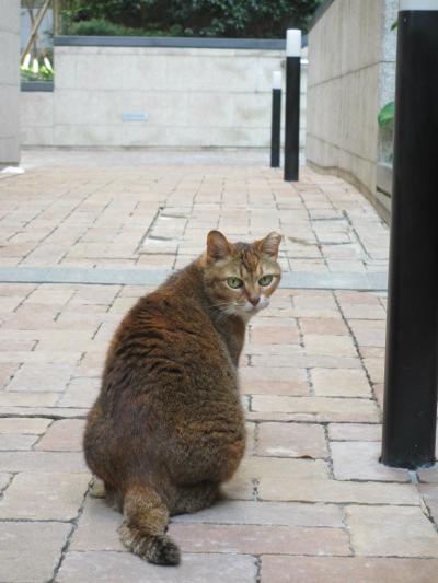 Day6 マカオ・香港 充実の朝散歩から海防博物館、深水ポ