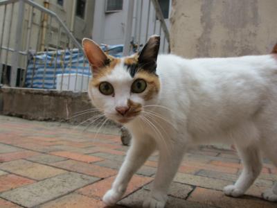 Day7 マカオ・香港 赤柱と香港大学駅周辺、湾仔散歩