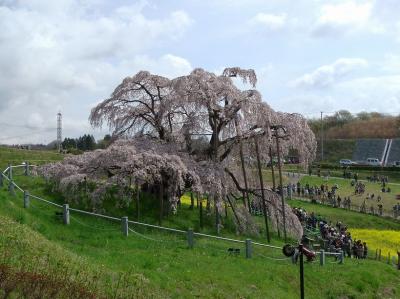 三春の滝桜