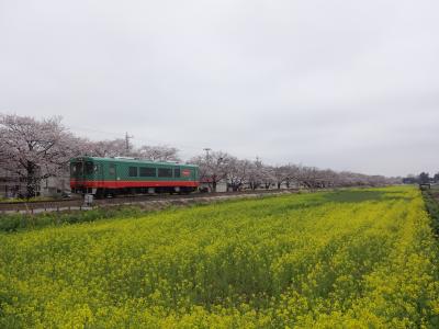 常総線＆真岡鉄道に乗って桜めぐり