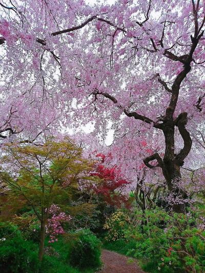 京都-奈良、名残の桜と美術館巡り