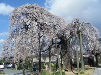 樹齢400年の枝垂れ桜