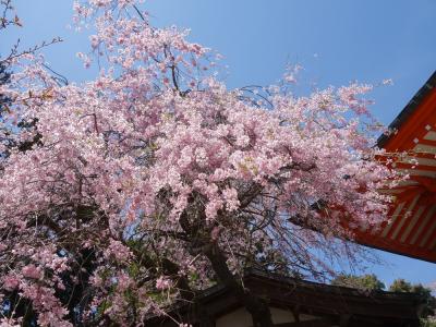 2017年4月　高尾山で花を愛でる