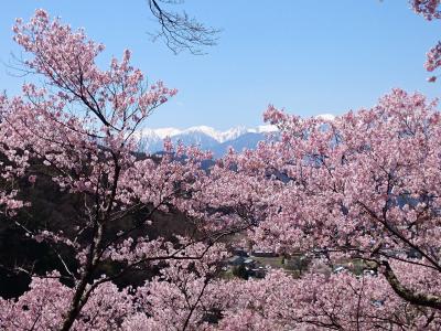 アルプスも絶景♪高遠さくら祭り