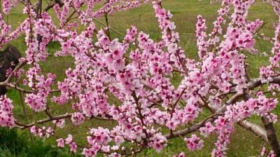 福島のフルーツラインの花桃と吾妻スカイラインの雪の回廊