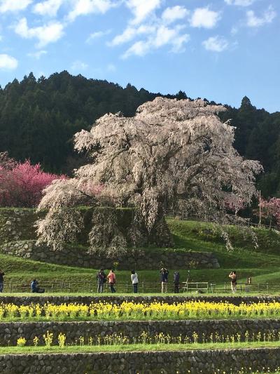 満開の又兵衛桜を見てきました&奈良のお寺、三多気の桜