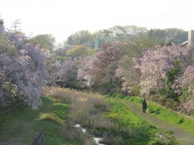 2017年4月16日：ソメイヨシノの次は枝垂れ桜！！　満開の野川中前橋から武蔵野公園西端の小金井新橋まで散策