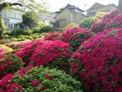 根津神社　つつじまつり 2017