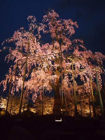青春１８きっぷの旅　２０１７年春　桜を求めて京都へ　〈７〉　～東寺ライトアップ～