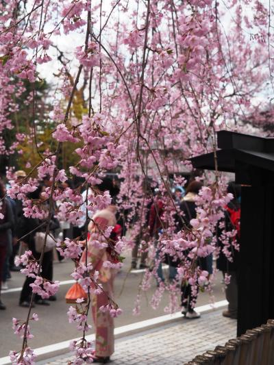 秋田/東北でよかった～桜・菜の花ロードと千秋公園と角館で桜を愛でよう～＠ドーミーイン秋田(2017年4月)