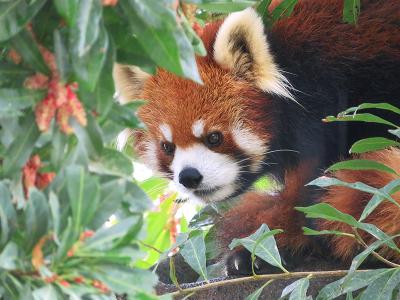 雨の大牟田市動物園 【北九州の旅２日目】