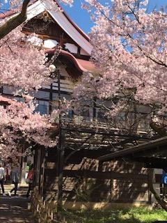 桜・桜・桜