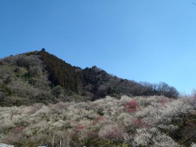 高尾梅まつり