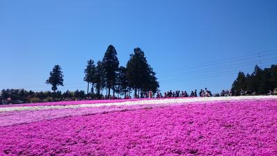 秩父の芝桜を見に行ってきました