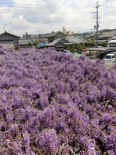 2017  泉州　熊野街道信達宿　野田藤