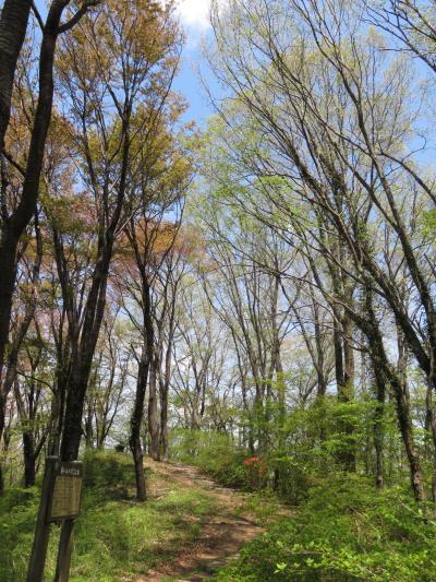 今年初めての美の山ハイキング①親鼻～仙元山コース～見晴らし園地迄