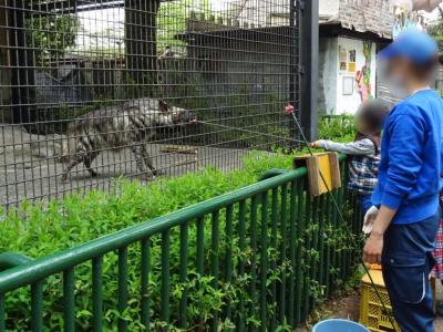 羽村市動物公園での体験三昧～ハイエナやキリンへの餌やり～