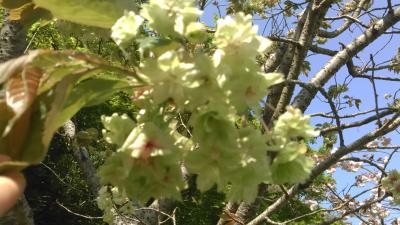 白野江植物園といちご狩り食べ放題と展望レストランで食すとらふぐ刺しとふぐ釜飯膳ｉｎ山口日帰り