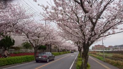 花見しながらTDSへ