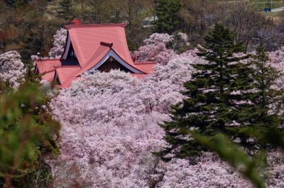 ブララブコー 「桜を追いかけ"天下第一のさくら"高遠城址公園ドライブ旅」