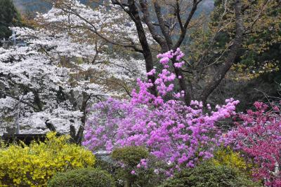 東秩父白石　花の里山散歩 2017（埼玉）