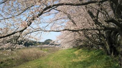 桜並木とフレスコ画