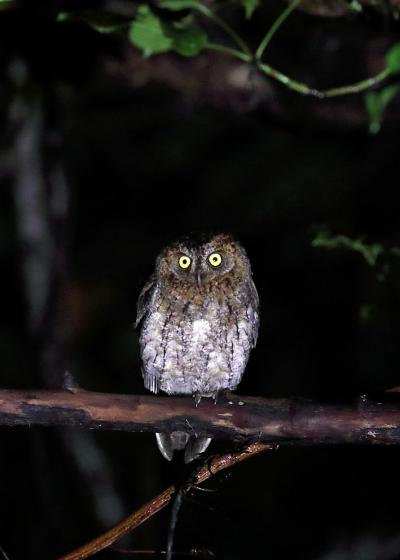 野鳥撮影記録（２０１７年４月）石垣島2日目後編