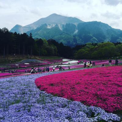 芝桜と夜桜と和銅温泉