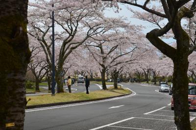 富士桜自然墓地公園 2017.04.22