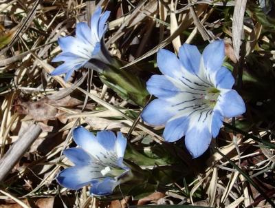 鈴鹿の春が好き♪　御在所岳を登る＆愛知県緑化センターの花