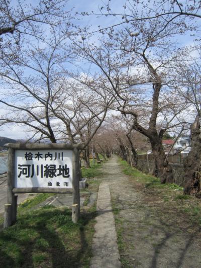 2017 桜旅 1日目 秋田  角館  武家屋敷 桜はまだまだでした