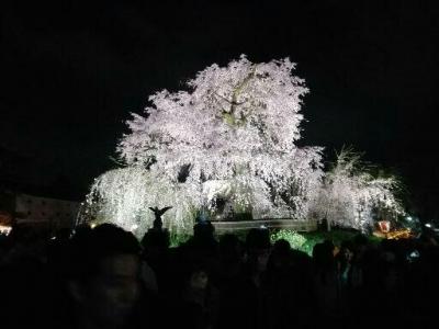 京都の桜　2017
