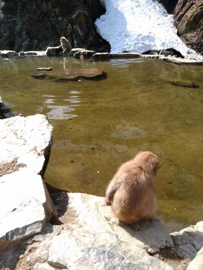 春の信州ドライブ④（地獄谷野猿公苑・善光寺）