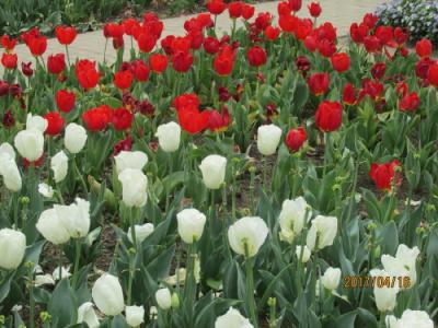 上海の羅城路・上海植物園・2017年春