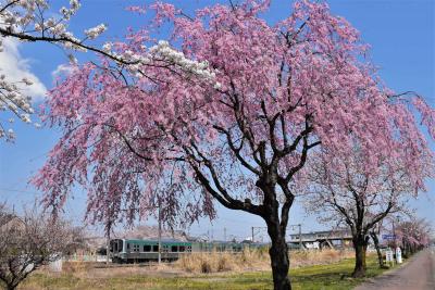 鏡石と岩瀬牧場の桜めぐり 2017（福島）