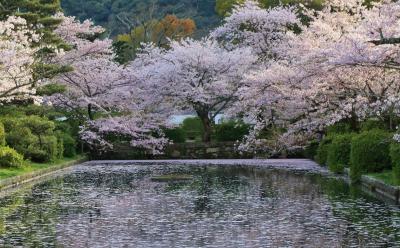 宮島&錦帯橋 羽田から日帰りお花見弾丸ツアー　　 ～桜に魅せられた吉香公園～