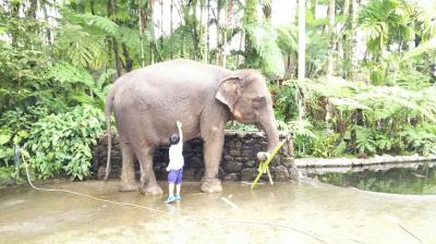 母子＋バアバの初めてバリ島のんびり旅⑨エレファントサファリ