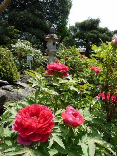 大慶寺のボタン_2017_３～４割しか咲いていませんが十分に綺麗です。（群馬県・太田市）